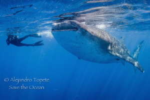 Whale Shark and Diver, Isla Contoy México by Alejandro Topete 